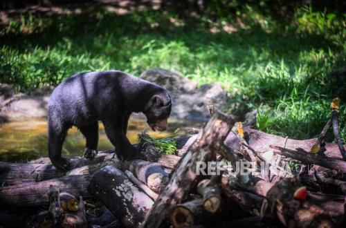 Warga Riau Terluka Diterjang Beruang Madu, BBKSDA Bertindak